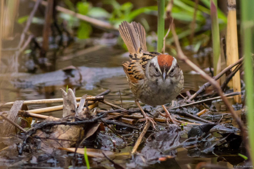 Chipping sparrow in the swamp