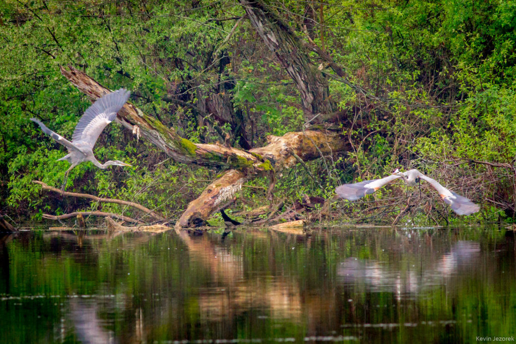 Two Great Blue Herons