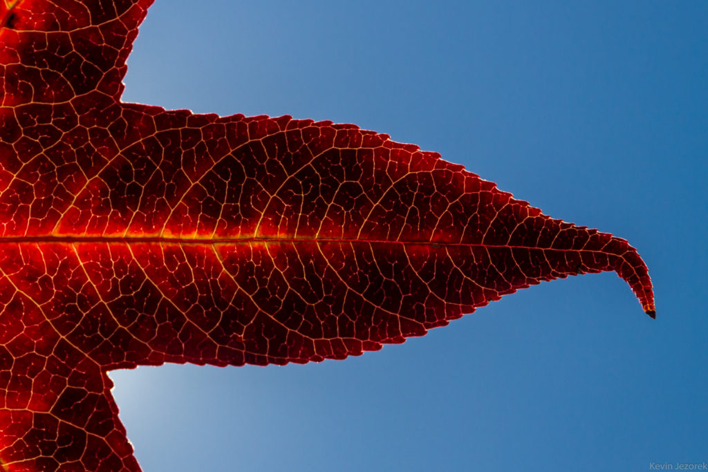 Leaf against the sky